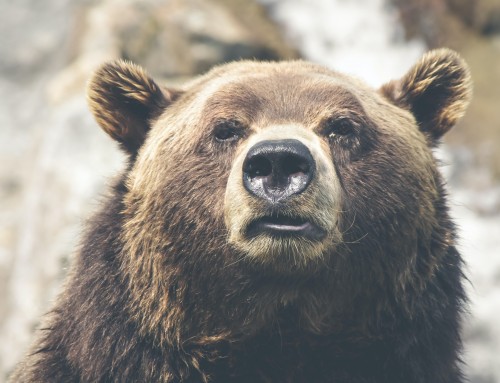 Can the Fed pivot slay the bear?